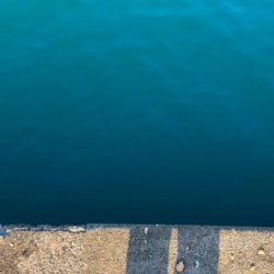 サヨリが釣れた！