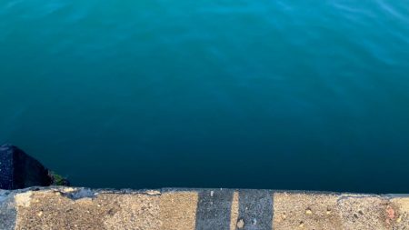 サヨリが釣れた！