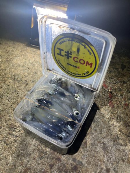 何時もの場所でヒイカ釣り(^.^)