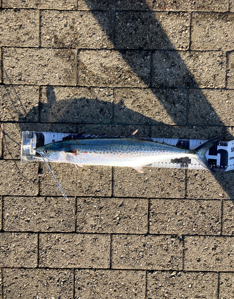 爆風明け。青牙サゴシハットトリック。。