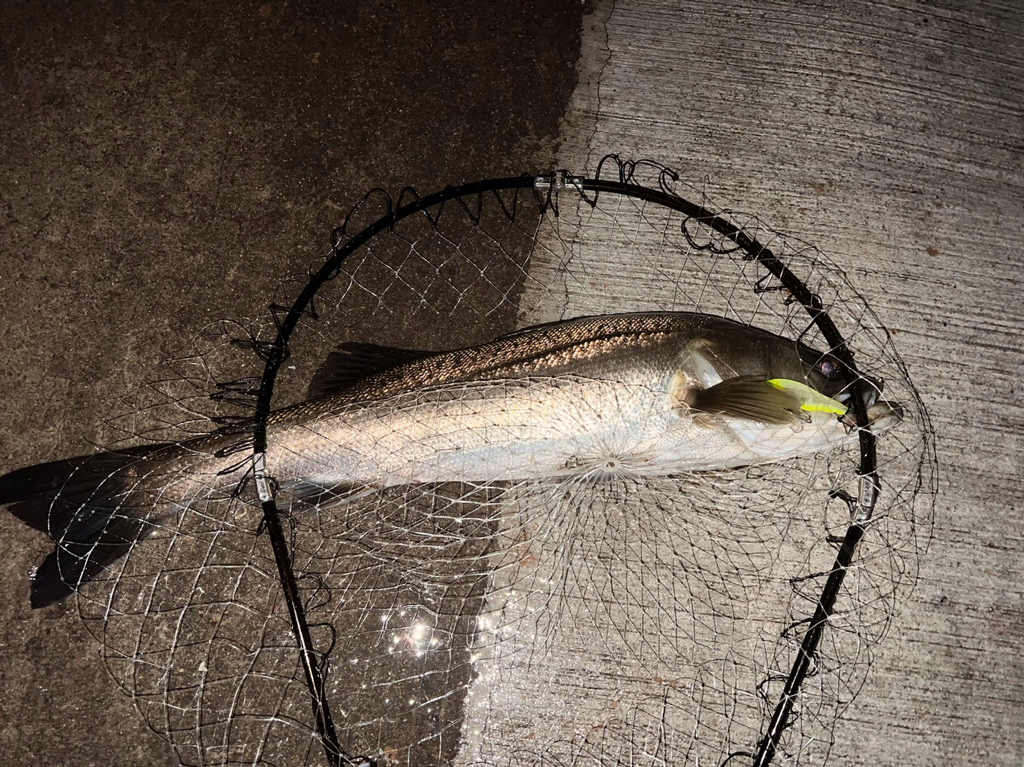 ナイスサイズ揃い