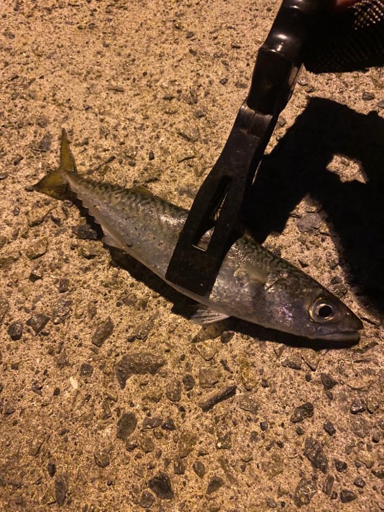 豆アジ無限に釣れる