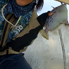 デカカワハギ祭り！