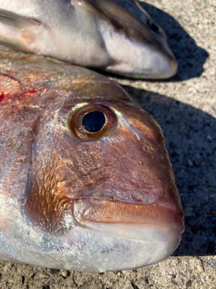 カゴ釣りで真鯛