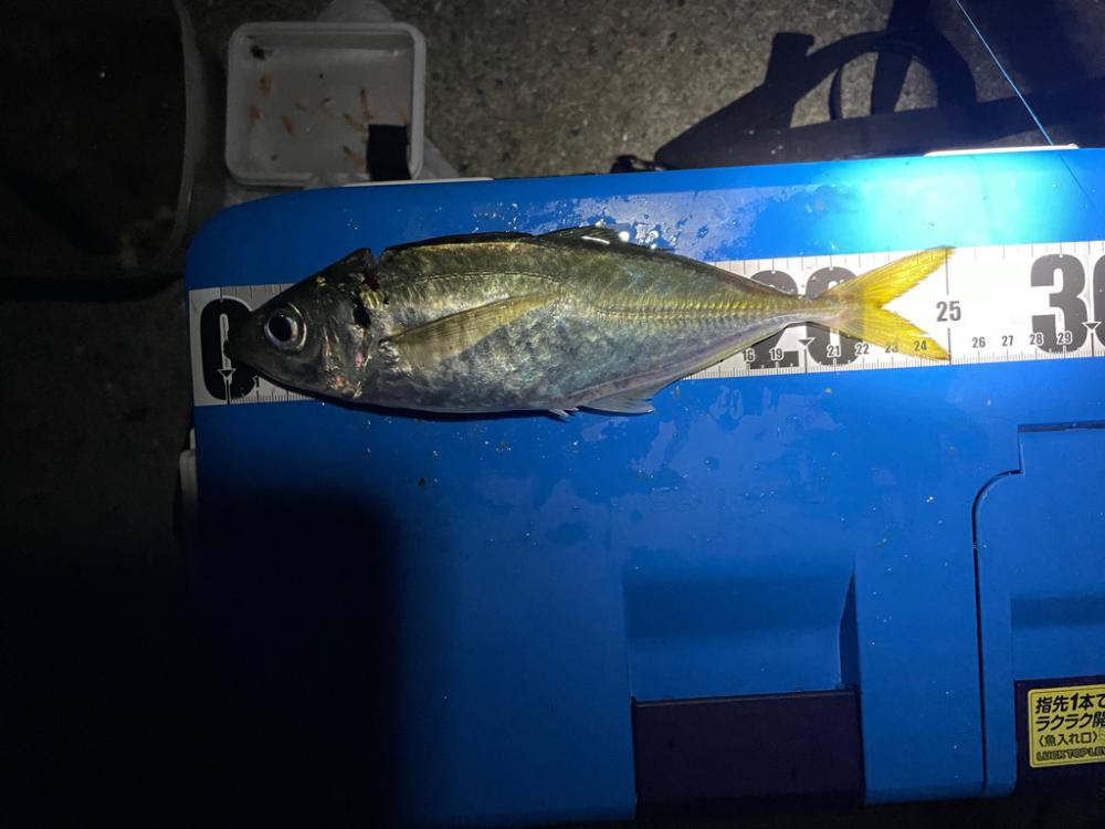 アジ狙いの釣り