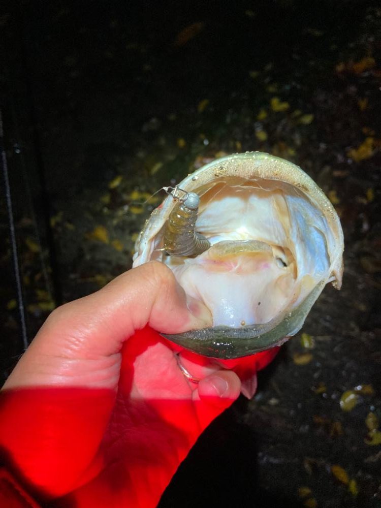 ミドストの季節