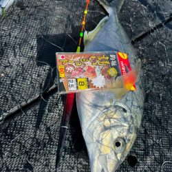 WESTMARINE杯inカタタの釣堀で優勝