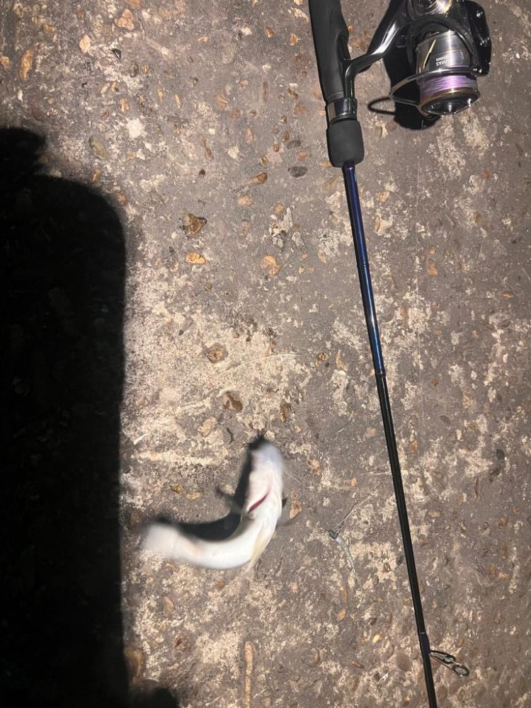 アジングは不発も