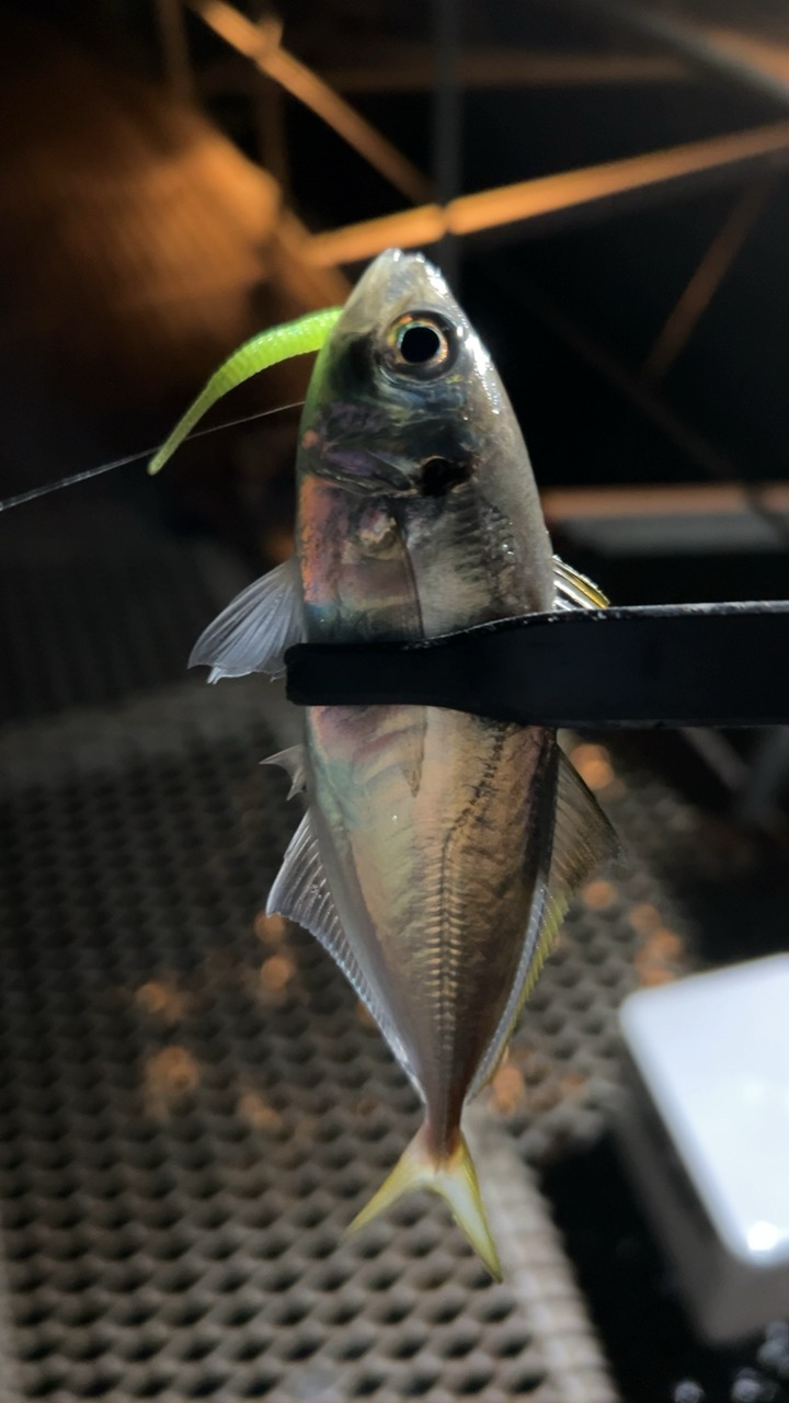 アジングナイトで！