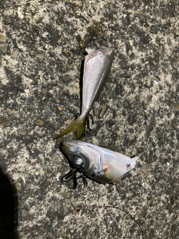 タチウオ探し〜(^O^)