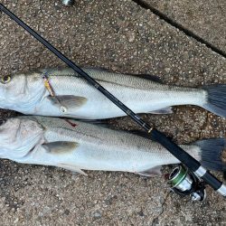 サゴシ狙いのはずが。