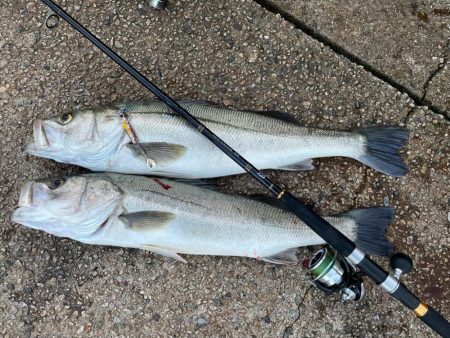 サゴシ狙いのはずが。