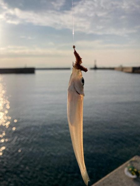 江井ヶ島釣行！