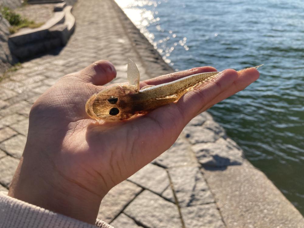 ハゼキス大漁！