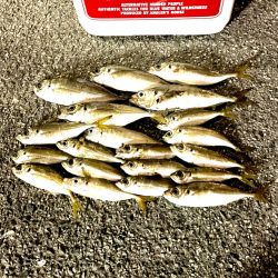 ジグ単de~アジング♪大潮のド干潮エグい