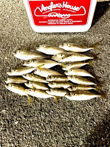 ジグ単de~アジング♪大潮のド干潮エグい