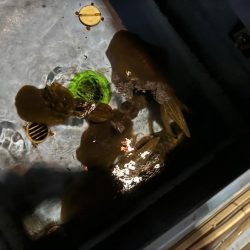 風がないだので船アオリに