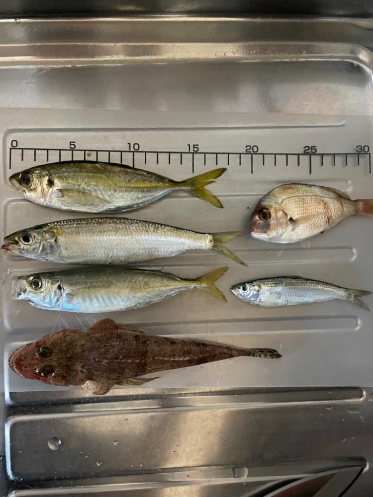 アジはサイズアップ、青物は厳しい