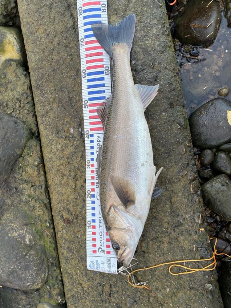 アオリとシーバス