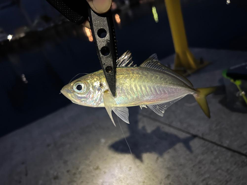 ワームメーカー縛りアジング