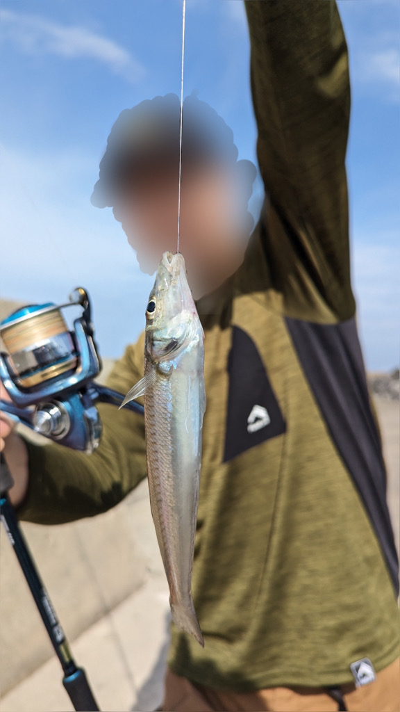 エギタックルシロギス