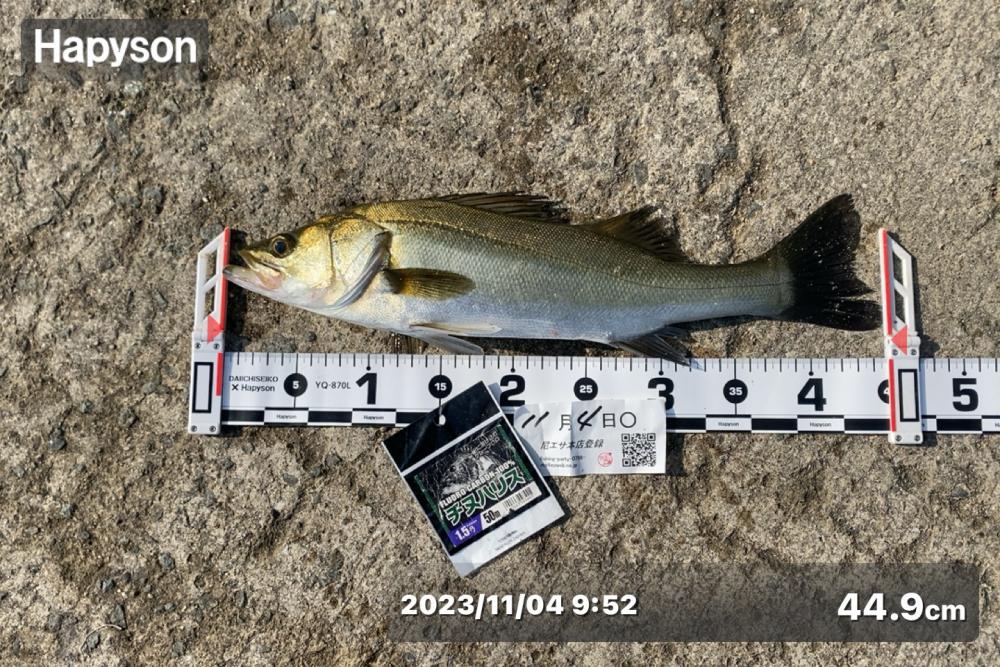 エサ取りの猛攻撃