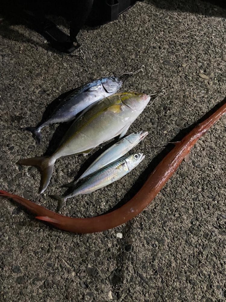 泰斗丸でシオジギング