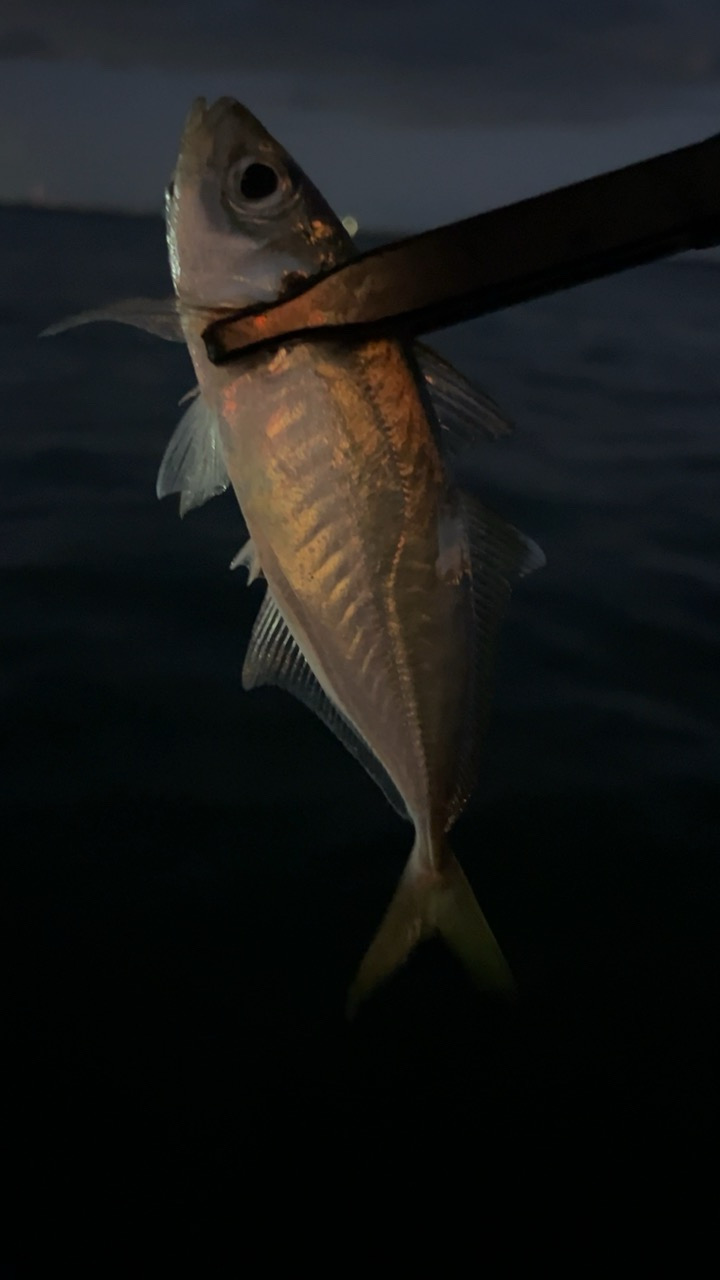 デイアジング♪