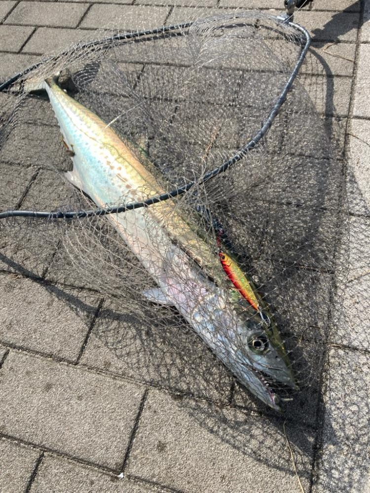 湾奥コスモにイルカ。何とか青牙1本。。