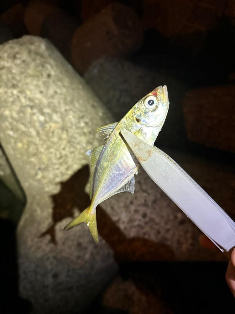 湾奥ジグ単アジング