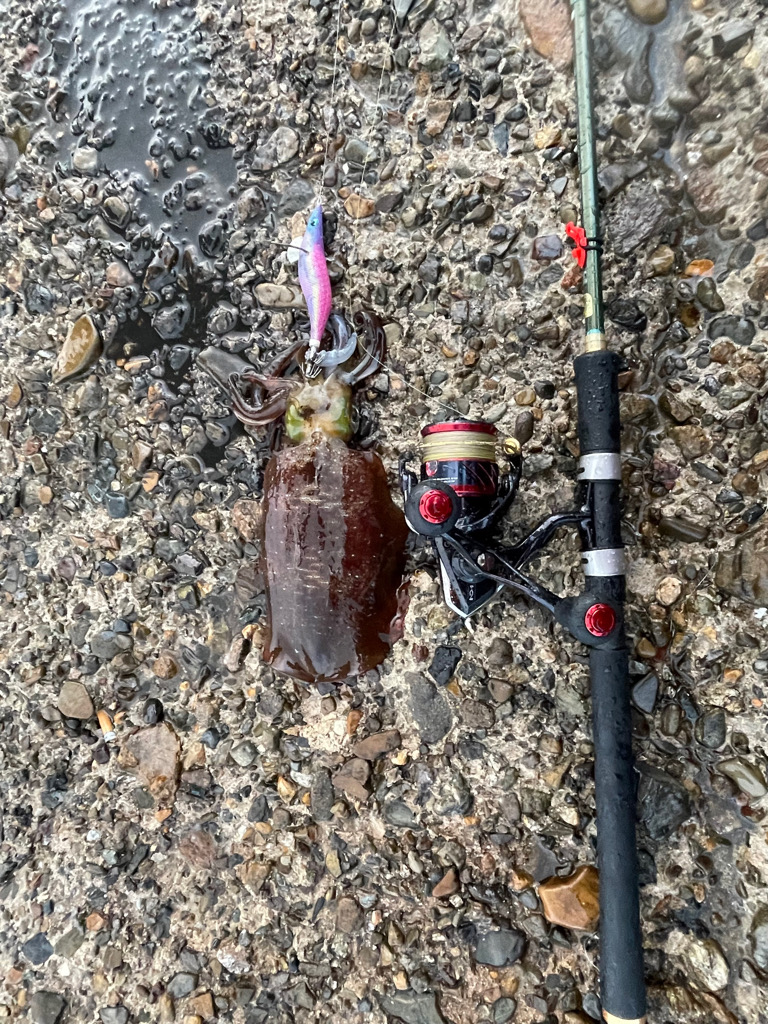 日本海遠征 エギング