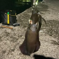 周防大島　エギング　遠投サビキ　二日目