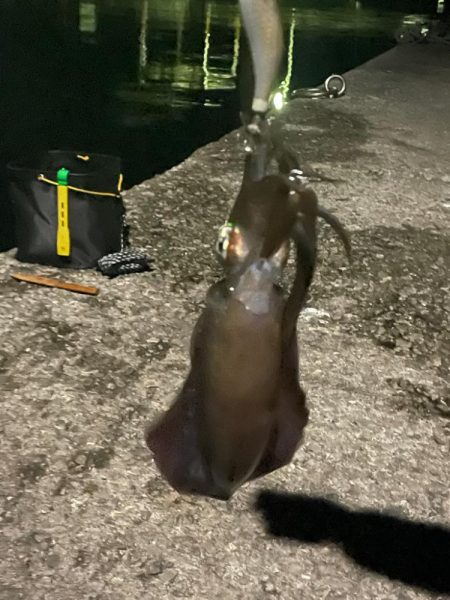 周防大島　エギング　遠投サビキ　二日目