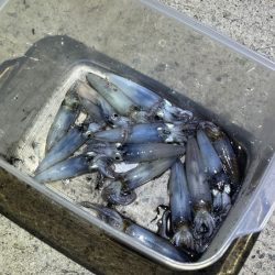 姫路でヒイカ釣り｜またまた激渋で撃沈！