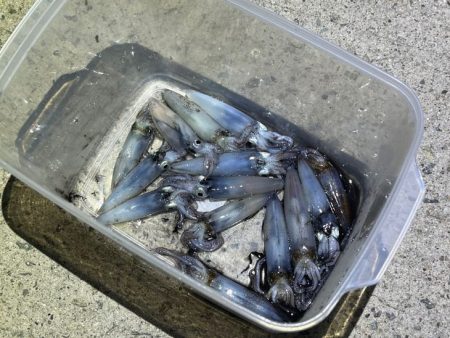 姫路でヒイカ釣り｜またまた激渋で撃沈！