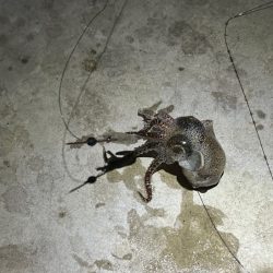 ヒイカ爆釣！の情報で行ってみたが渋い日に当たったみたい・・・