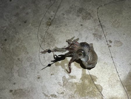 ヒイカ爆釣！の情報で行ってみたが渋い日に当たったみたい・・・