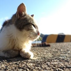 霧混じる陸からの冷たい追い風の晩秋
