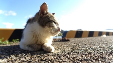 霧混じる陸からの冷たい追い風の晩秋