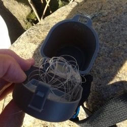 清掃活動：マハゼも大きくなりました