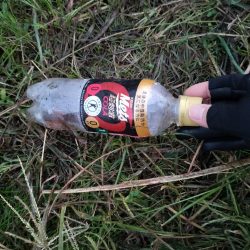 清掃活動：シーバス調査