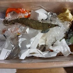 清掃活動：イカの気持ち5