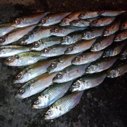 今夜のアジング