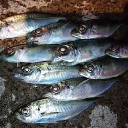 今夜のアジング