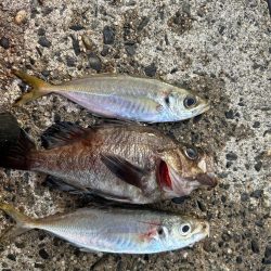 今年ラストアジング