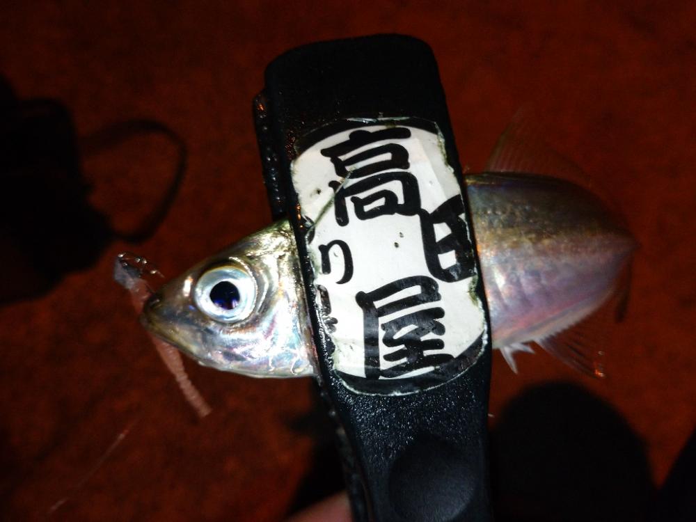 漁港でアジング