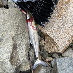 強風のなかサゴシ