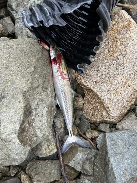 強風のなかサゴシ