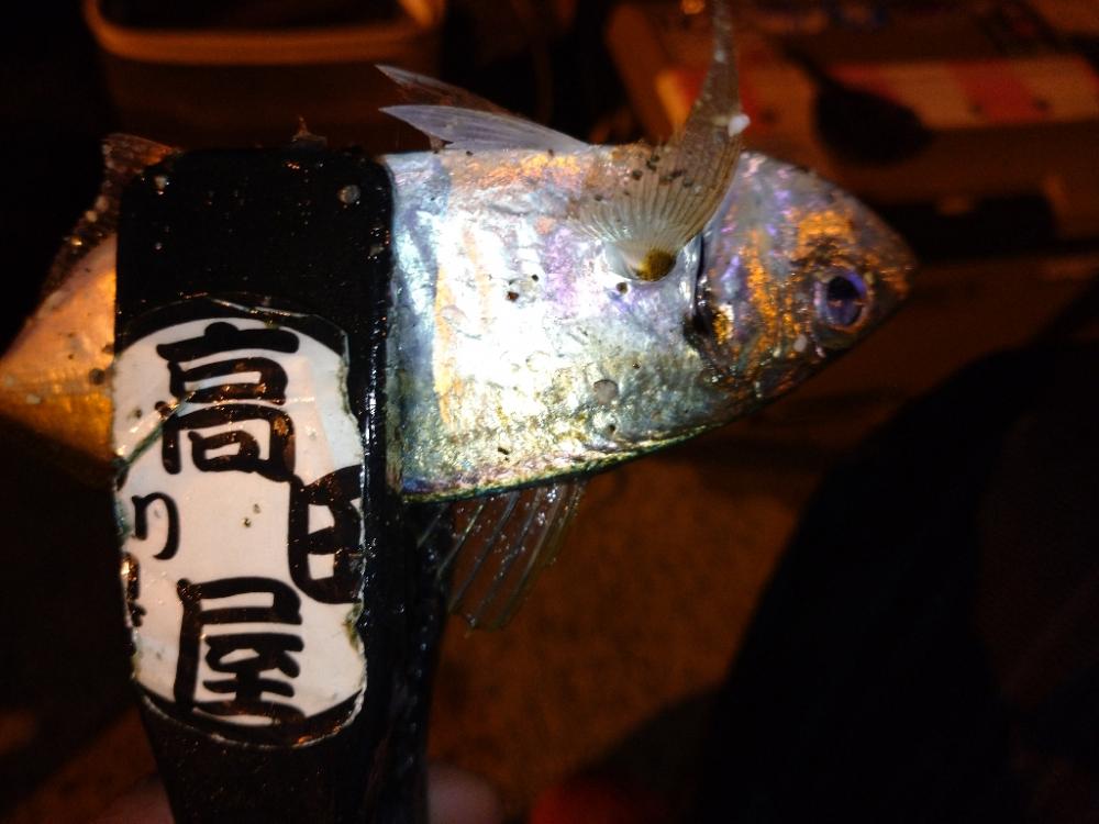 今夜のアジング