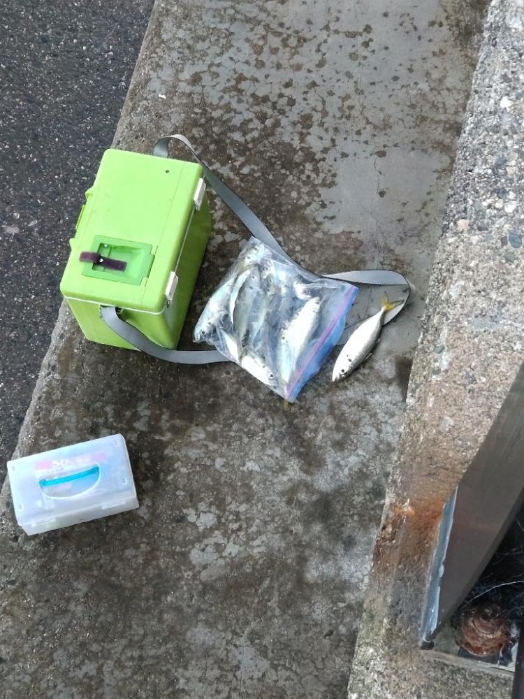 アオリイカ１杯！　アジ多数！